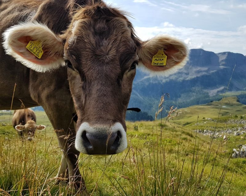 Mucca in Alpeggio
